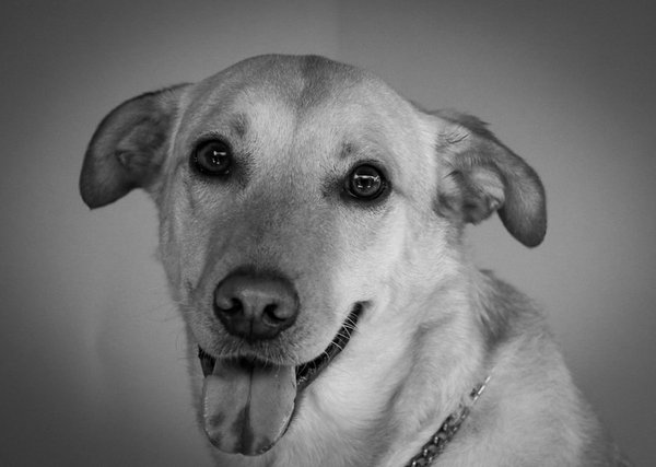 Scopri il Mondo Incantato dei Felini!