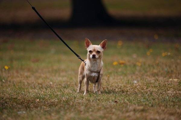 I Nostri Fidi Compagni di Avventure